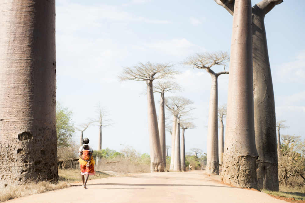 PRIORI Reisen Madagaskar: Madagassische Frau mit Kind läuft durch die Baobab Allee 